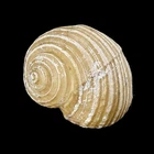 Tonna Cepa Resin Sea shell 9x8cm for aquarium decoration or garden crafts