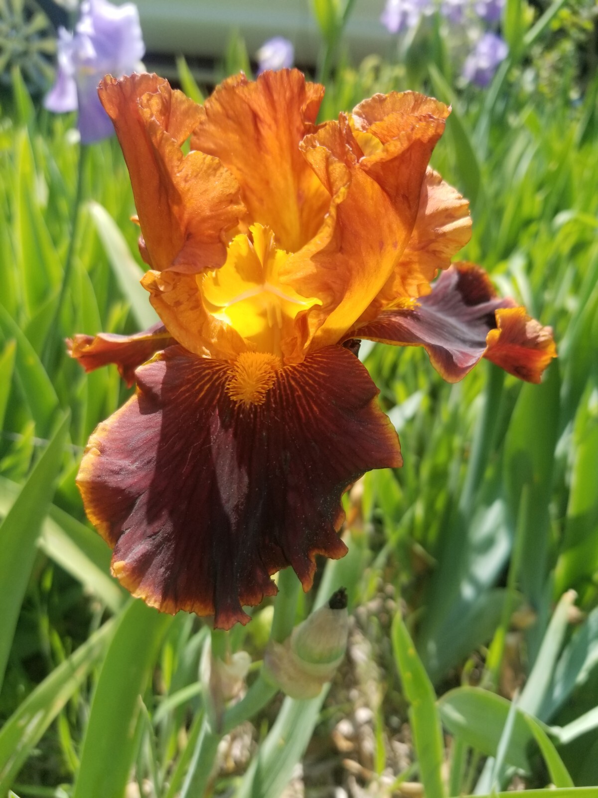 3) Iris Rhizome Bulb /Reblooming /Tall Heirloom eBay