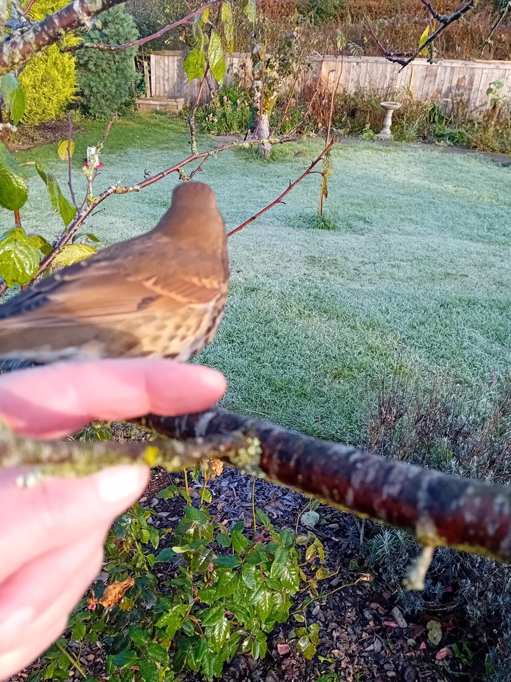 Two packets of Organic Candy floss Poppy seeds / Large Poppies🌱 ️ eBay
