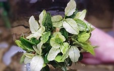 1 Anubias Nana Pinto Plant  live aquarium plants beautiful  FREE S/H Rare 