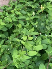 1 LIVE  ROOTED PLANTS HONEYSUCKLE VINES WHITE YELLOW FLOWERS Japanese Lonicera