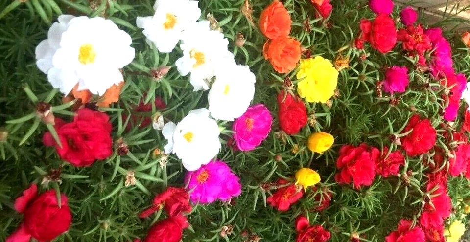 4000+ SEMILLAS DE ROSA MUSGO 🌺 | MEZCLA DE COLIBRÍ GRANDIFLORA | FLORES DOBLES ENVÍO GRATUITO Foto 3 de 4