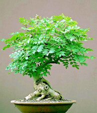 BONSAI MORINGA SEEDS oleifera drumstick tree bonsai exotic SEED 12
