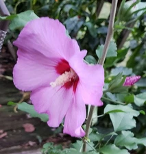Pink Rose Of Sharon  100+ Seeds