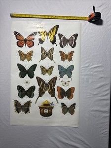 Vintage Smokey The Bear Poster 20x28” As Pictured Butterfly Monarch Swallowtail