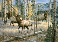 Ceramic Backsplash Tile Mural Deer Elk Kitchen/Bathroom - Here Comes The Boss