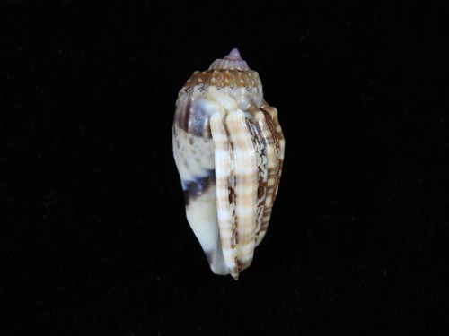 Sea Shell Harpa amouretta 42,8 mm ID#885 - Imagen 3 de 3