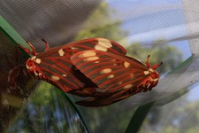12 fresh Citheronia regalis  moth eggs from t...