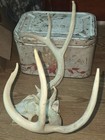Kansas Whitetail WILD Deer Antlers Skull European Mount Cabin Mancave — photo 2