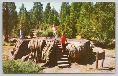 Kings Canyon National Park Mark Twain Stump Big Tree Chrome Postcard