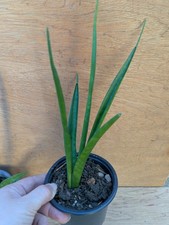 Sansevieria kirkii