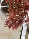 Acer palmatum 'Judy Girl Broom' Rare Japanese Maple 1 Gallon — photo 4