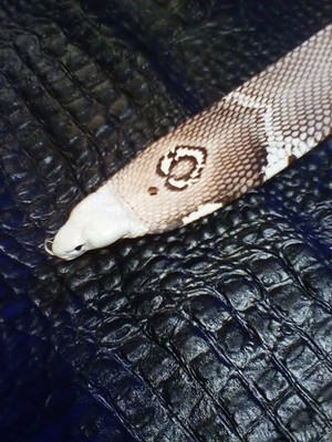 Limited edition genuine Full length Common Cobra snake guitar strap