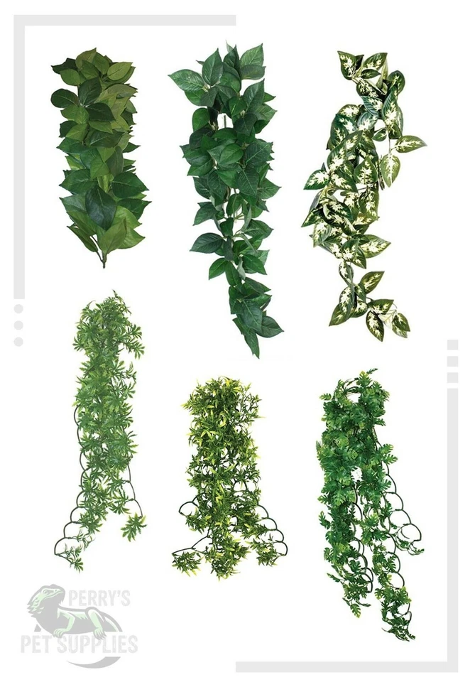 Komodo Vivarium Hanging Vine Plant - Croton, Philodendron, Borneo, Sumatra