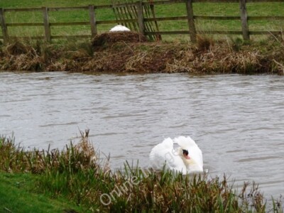 Foto 6x4 Schwan schützt sein Nest und Partner, Chesterfield Canal Turner c2010