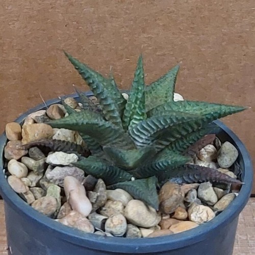 Haworthia Danny's Special Succulent Plant - Unique and Stunning! - Picture 2 of 5