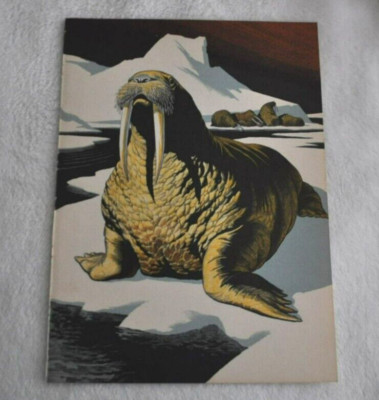 Pacific walrus 1950s wildlife book illustration Lee Ames bookplate vintage print