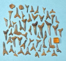 50 med/large Fossil Sharks Teeth + vertebrae Eocene, Abbey Wood, Kent, 54 mya