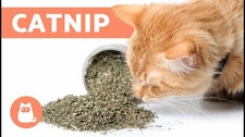 Catnip Bulk Fresh, 10-Pounds, 100 Natural Premium Cats Treat