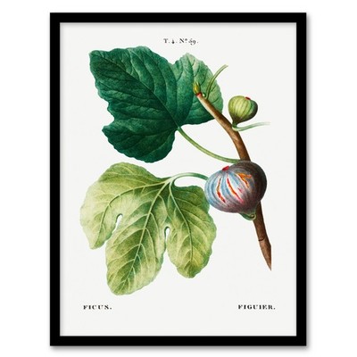 Pierre J Redoute gerahmtes Wandbild Vintage botanisch Ficus Carica Figur Wohndeko