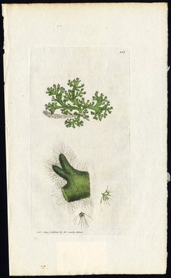 Antiker Botanik Druck - ULVA INCRAFFATA - DICKLACK - SEEKRAUT - Schmied - Sowerby - 1802