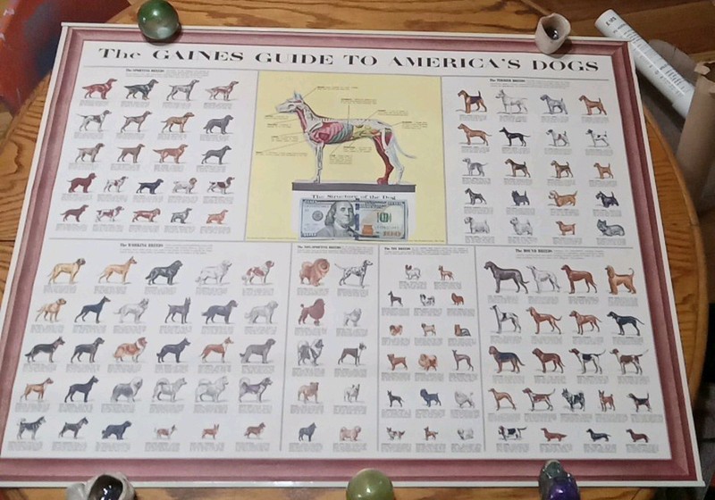 The Gaines Guide To The America's Dogs Copyright 1958 USA Vintage Poster