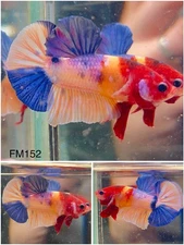 Male Betta Live Fish - Koi Candy Galaxy HMPK - FM152 - High Quality A+*