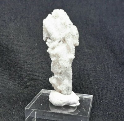 39mm RAM'S HORN SELENITE from Santa Eulalia Mining District, Chihuahua, Mexico