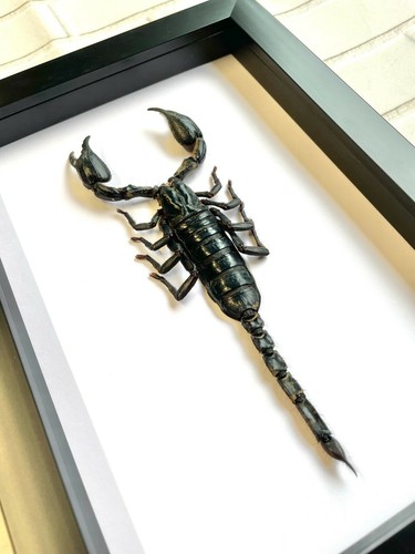 The Giant Asian Forest Scorpion (Heterometrus spinifer) Deep Box Frame Display - Picture 2 of 2