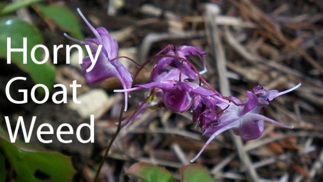 Extracto de raíz de maca - MEJORA FEMENINA - 2B - beneficioso para otros problemas de envejecimiento Foto 4 de 4