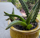 Agave Victoriae Reginae Compacta Live Succulent Plant RARE  5" — photo 2