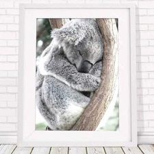 Koala - Australian Native Poster Picture Print Sizes A5 to A0 **FREE DELIVERY**