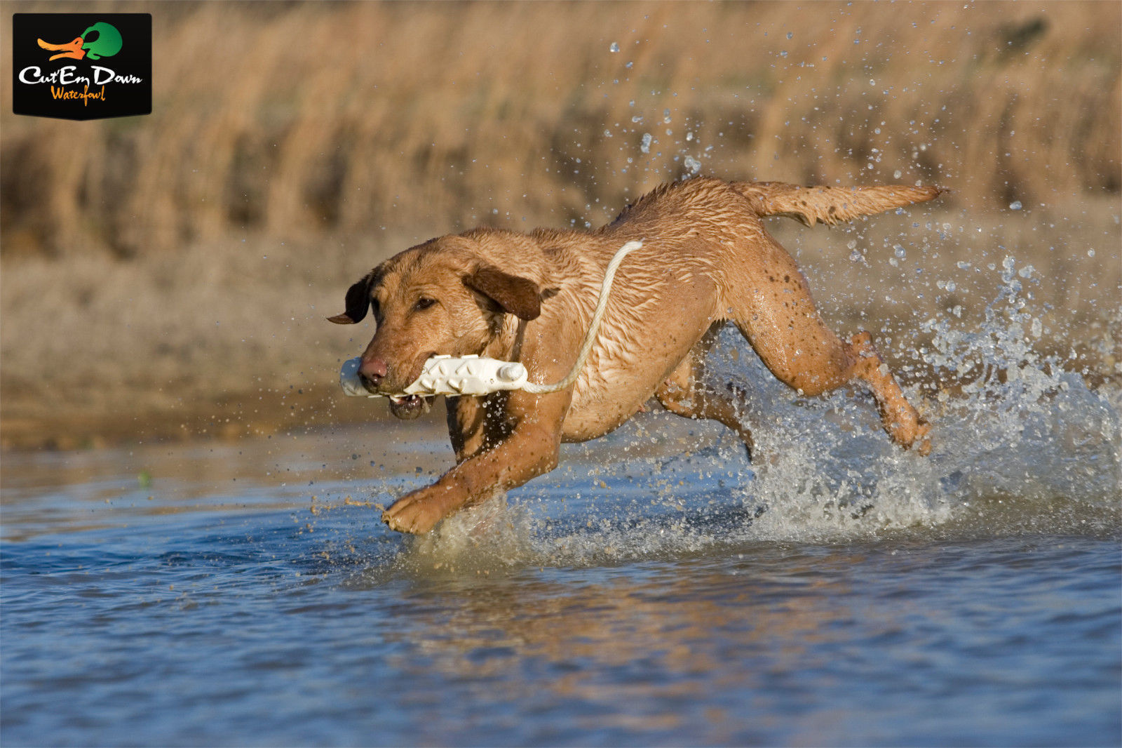 AVERY OUTDOORS SPORTING DOG 2" WHITE HEXABUMPER DOG TRAINING RUBBER