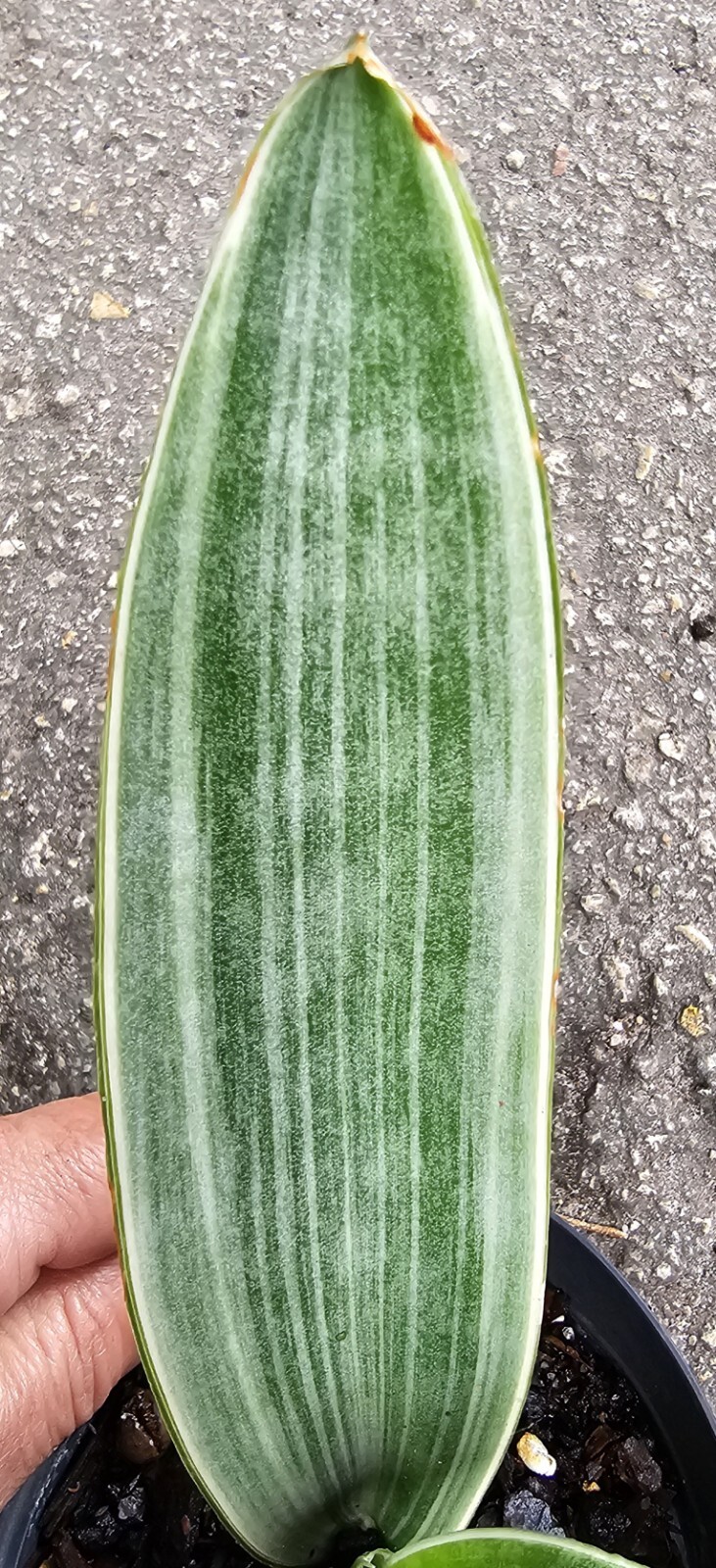 Sansevieria Sayuri Live Plant in 4 inches potSilver Snake PlantMetallica Falak Tayyeb