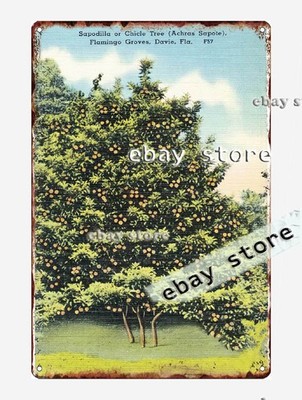 1930-45 Sapodilla or Chicle Tree (Achras Sapote), Davie, Florida tin sign