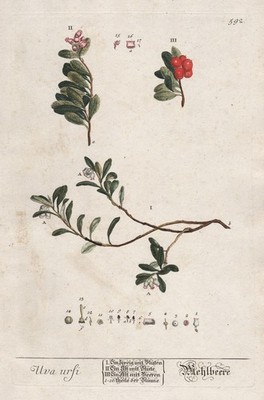 Arctostaphylos uva-ursi Bärentraube botany Blackwell Kräuterbuch engraving