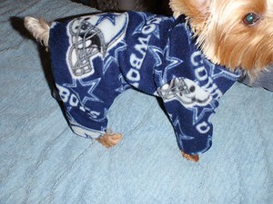 dallas cowboys dog