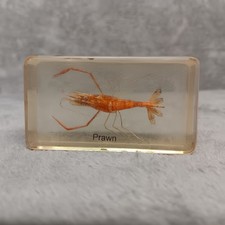 Real Prawn Crustacean Specimen Suspended in Resin Block Shellfish Science