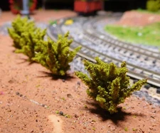 10 Dark Yellow Green Bushes Shrubs 28 mm High