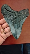 XL MEGALODON Shark Tooth 5.35