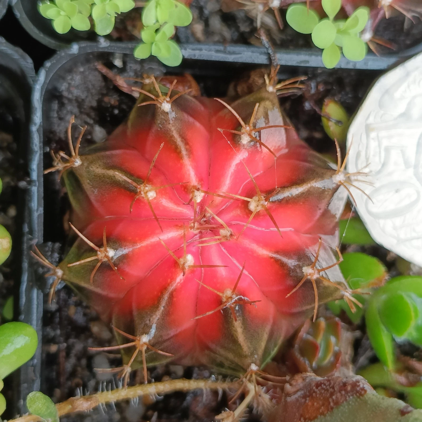 Cactus Variegated red orange colour beautiful Succulent plant
Opens in a new window or tab