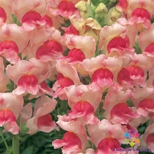 1000+ Opus Appleblossom Snapdragon Seeds for Garden - USA - FREE SHIPPING!