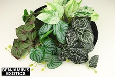 Reptile Plants Plastic 4 Pack Artificial For Terrarium Habitat Decor Amphibian