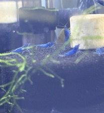 Blue Dream Neocaridina Shrimp 20 2