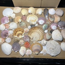 Sea Shell Lot Assorted Small Medium Scallops 1 Large