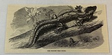 1877 magazine engraving ~ THE FRINGED TREE GECKO