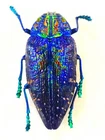 POLYBOTHRIS SUMPTOSA GEMMA MALE A1 HUGE!!!  XXL 40MM BUPRESTIDAE MADAGASCAR