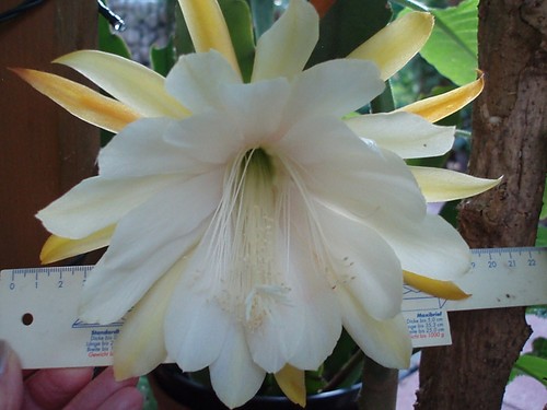Blattkaktus Epiphyllum bewurzelt Ableger ca38cm Epi Kakteen Kaktus Weiß Rot Gelb - Bild 18 von 24