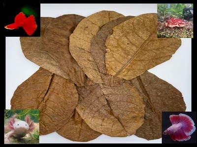 Indian Almond Leaves (Large); For Betta, Fish, Shrimp, Axolotls and Vivarium
