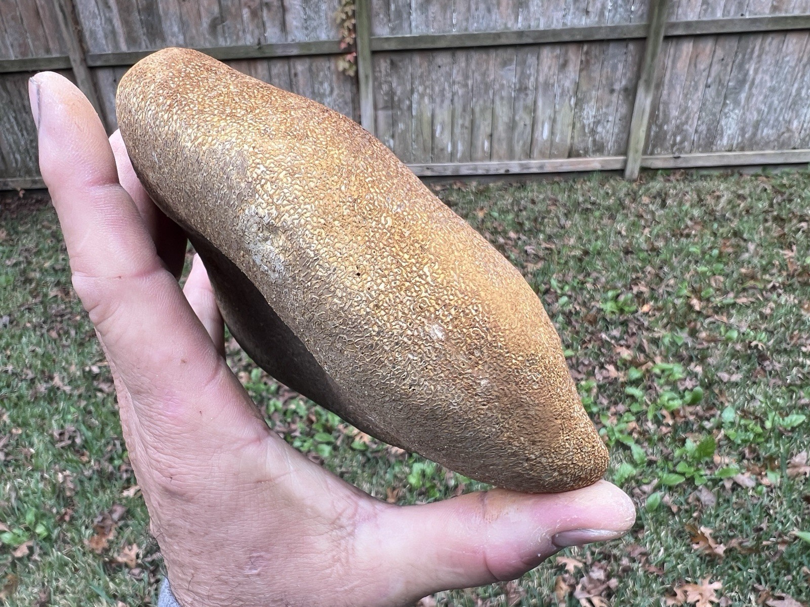 Texas Petrified Stone Fossil Mammoth Bone Rare Unique Cabbing Material